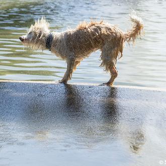 Seis claves de la buena salud en los perros: ojos …