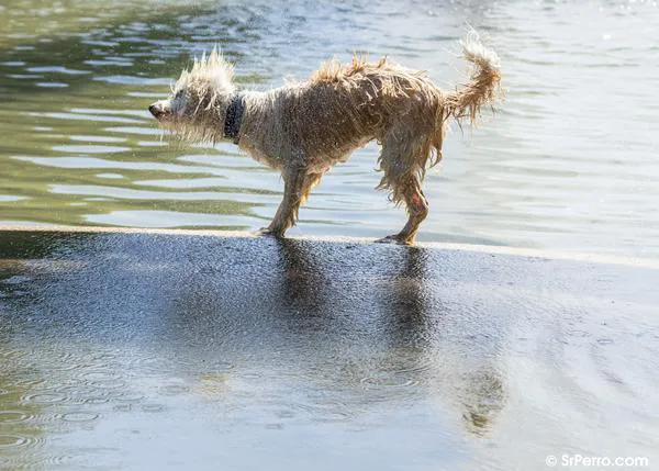 Seis claves de la buena salud en los perros: ojos, dientes, orejas, patas...