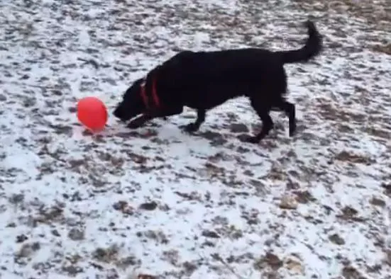 Así es la vida con perro: cualquier excusa es buena para jugar