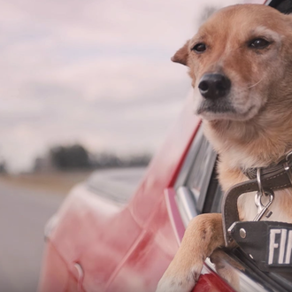 Perros al viento: preciosa campaña para regalar felicidad a los …