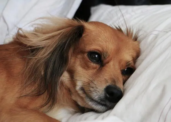 Los veterinarios del Reino Unido desaconsejan a los británicos adoptar perros del extranjero 