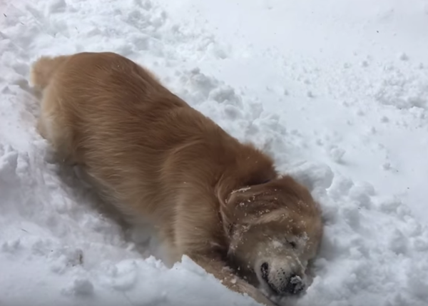 Smiley, el Golden viejito que es ciego y casi sordo disfruta de un paseo en la nieve
