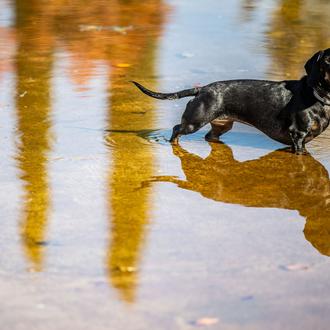 La mayoría de las razas caninas son altamente endogámicas, algo …
