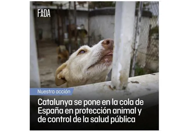 Concentración el martes 14 de marzo en Barcelona para evitar la desprotección de los perros de caza #NiUnaPotaEnrere