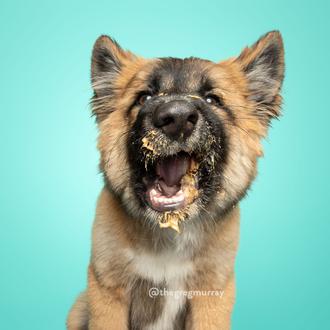 Guapos cachorrotes adoptados protagonizan, a lametazos, un genial libro de …
