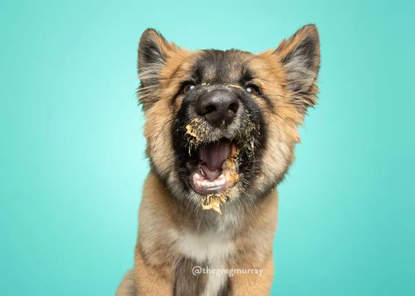 Guapos cachorrotes adoptados protagonizan, a lametazos, un genial libro de retratos: Peanut Butter Puppies