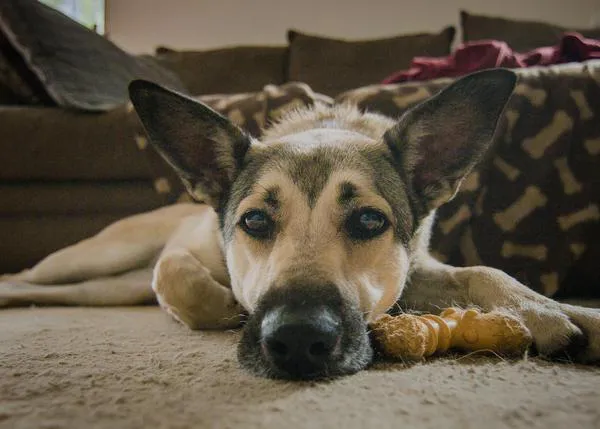 La enfermedad que había desatado el pánico tras matar a unos 60 perros en pocos días en Michigan es parvovirus