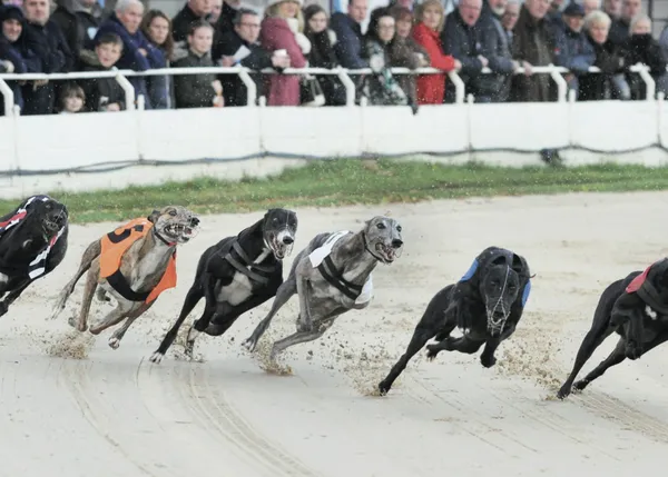 Casi 1000 galgos muertos o sacrificados en 2018 en el Reino Unido: las protectoras piden que se prohiban las carreras