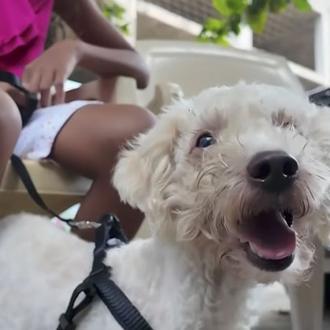 El milagroso rescate de un perro 29 días después de …