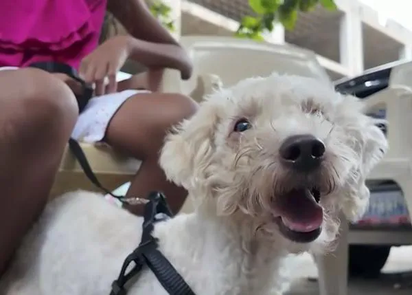 El milagroso rescate de un perro 29 días después de los devastadores terremotos de Venezuela