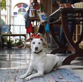 Y si vais de visita a La Habana... Estudio Cleo