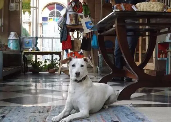 Y si vais de visita a La Habana... Estudio Cleo