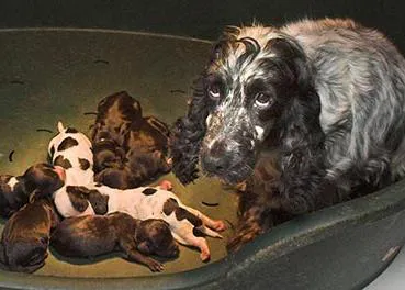 El Reino Unido prohibirá la venta de cachorros si la madre de los perros no está presente