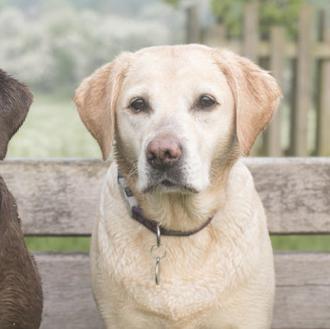 El color del pelo de los perros podría impactar en …