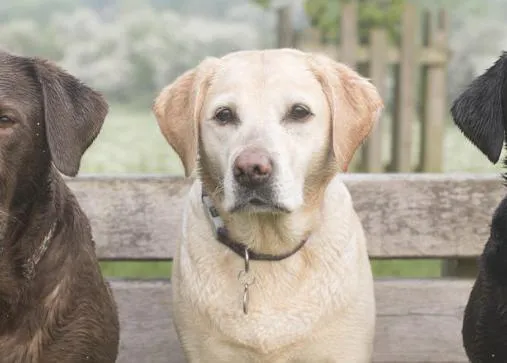 El color del pelo de los perros podría impactar en su esperanza de vida
