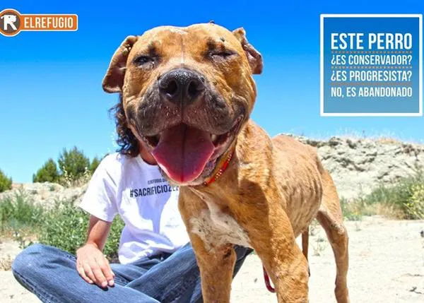 Todos los candidatos en Madrid se comprometen con el sacrificio cero de perros y gatos