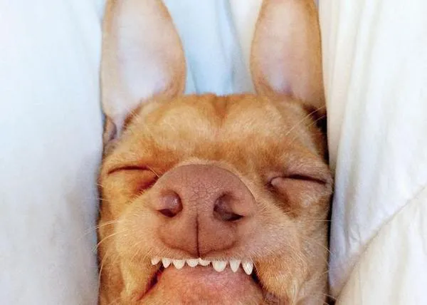Repaso a los perros y gatos más virales de internet