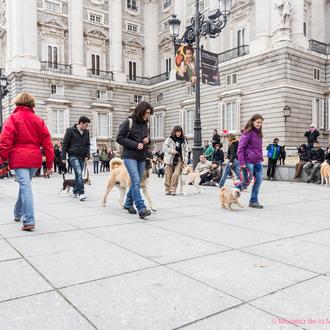 El sábado, ¡flashmobs perrunos en Barcelona, Madrid, Sevilla, Valencia...!