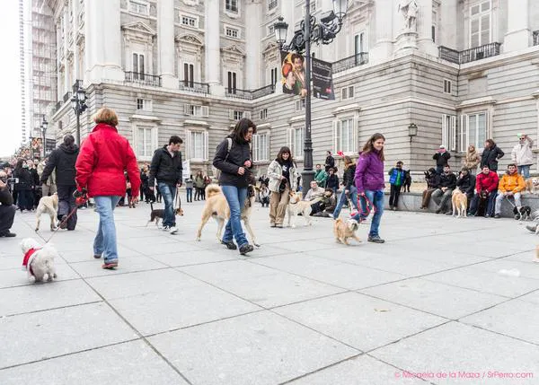 El sábado, ¡flashmobs perrunos en Barcelona, Madrid, Sevilla, Valencia...!