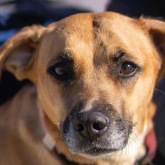 El negocio de la protección animal, el que busca beneficios …