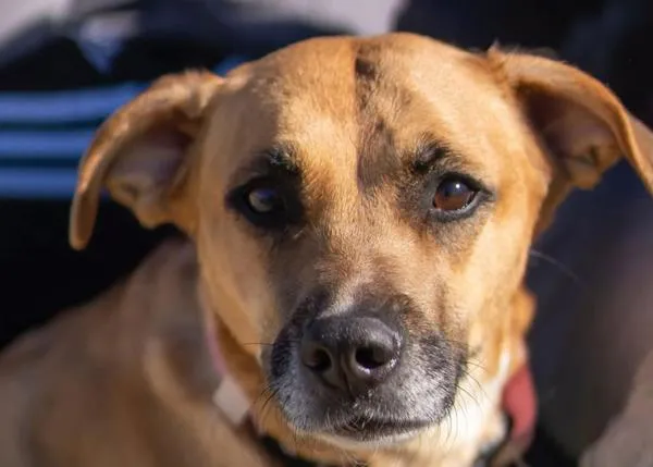 El negocio de la protección animal, el que busca beneficios y no el bienestar, llega a Torrejón de Ardoz: HOOPE deja de gestionar el CPA