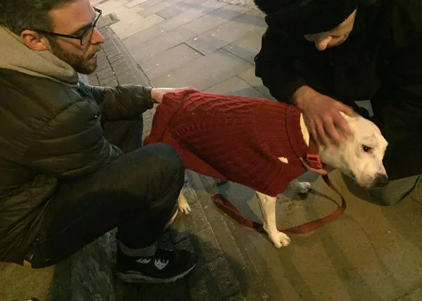 Veterinarios solidarios ayudan cada semana a los perros de los sin techo en el Reino Unido: StreetVet