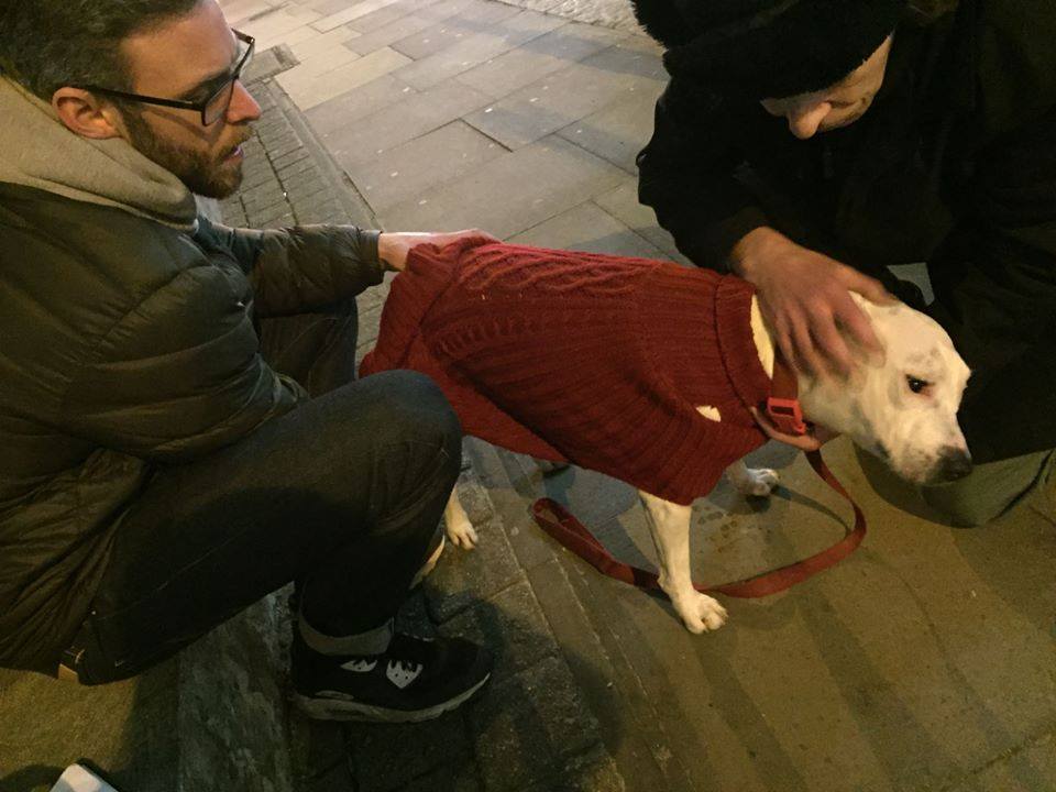 Como Ayudar A Dos Perros A Aparearse