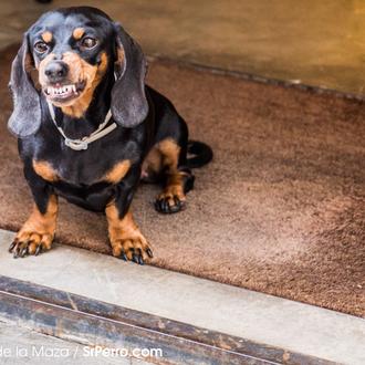 La agresividad canina desde el punto de vista de los …