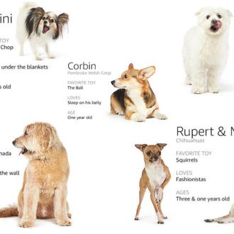 ¿La empresa más dog friendly del mundo? Un día en …