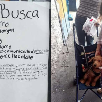 Se busca cachorro, recompensa chocolate: una historia real con final …