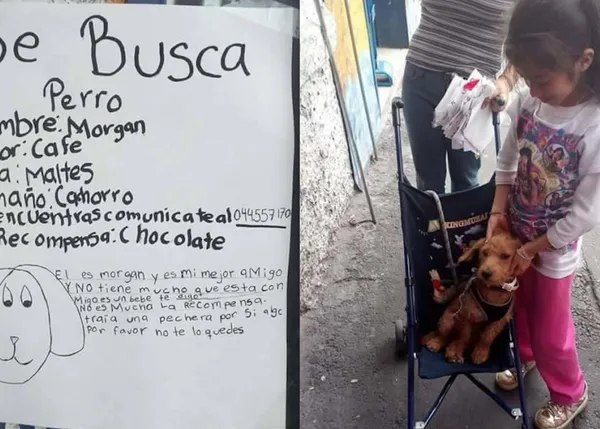 Se busca cachorro, recompensa chocolate: una historia real con final feliz