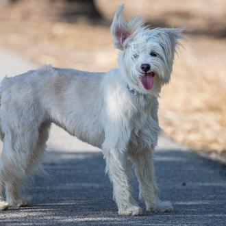 Cortar o no cortar, consejos básicos de peluquería canina