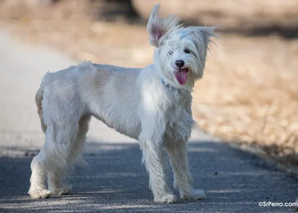 mental Empresario mínimo Cortar o no cortar, consejos básicos de peluquería canina