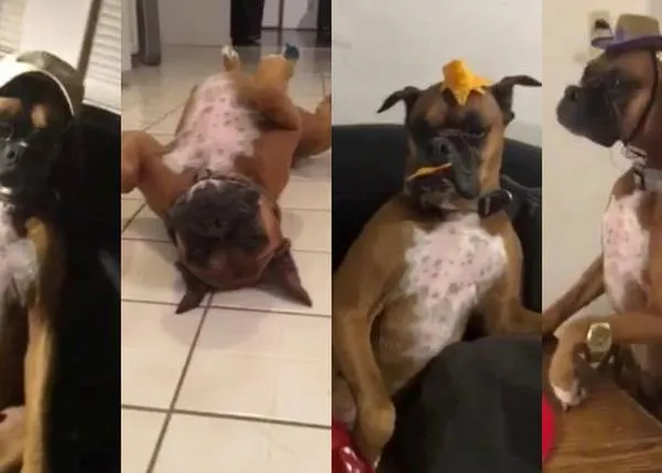 Los perros triunfan apuntándose a la última moda viral: el Mannequin Challenge
