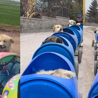 El trenecito de los perros con discapacidad: la responsable de …