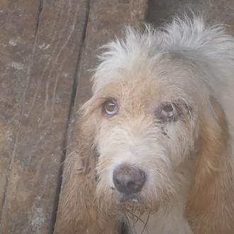Galgos del Sur documenta y denuncia el maltrato que sufren …