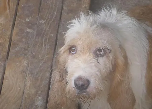 Galgos del Sur documenta y denuncia el maltrato que sufren los perros de caza, los perros de rehala