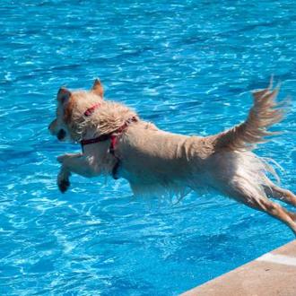¡Al agua patas! y Acuadog: Eventos fresquitos, divertidos y solidarios …