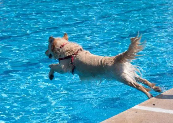 ¡Al agua patas! y Acuadog: Eventos fresquitos, divertidos y solidarios en Daganzo y Mostoles