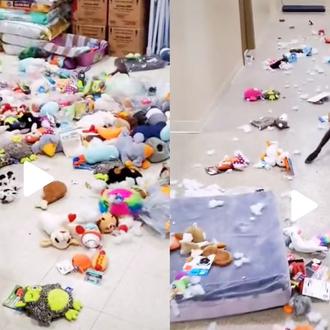 Un perro escapa de su chenil por la noche y …