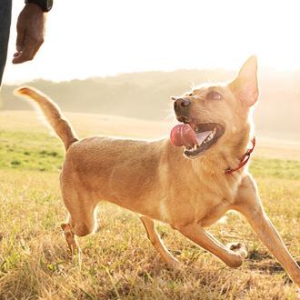 Porque todos los perros son grandes perros, un anuncio que …
