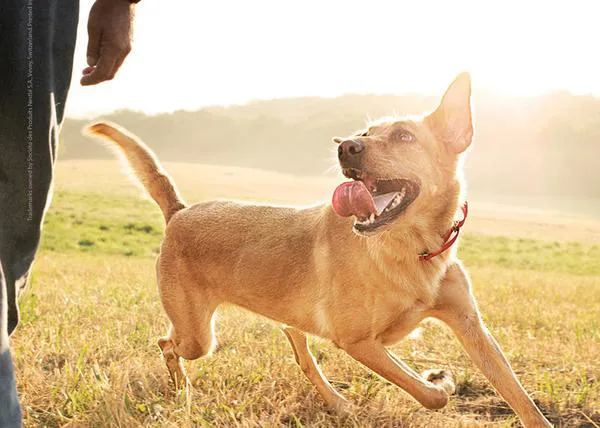 Porque todos los perros son grandes perros, un anuncio que pone de excelente humor