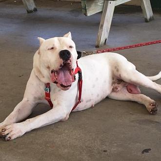 Un policía salva dos veces al mismo perro