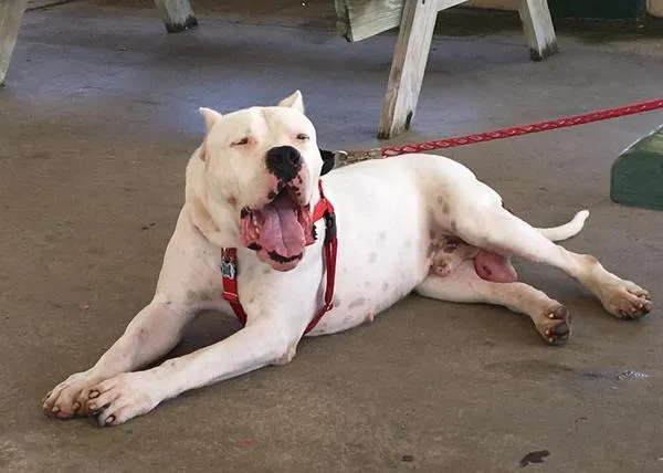 Un policía salva dos veces al mismo perro