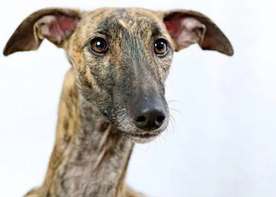 Las aventuras de Roberta, una linda y cariñosa galga, en busca de un hogar 