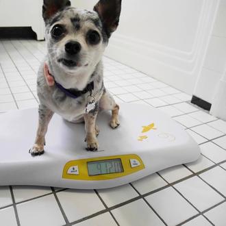 Pautas prácticas para lograr que tu perro adelgace ¡o al …