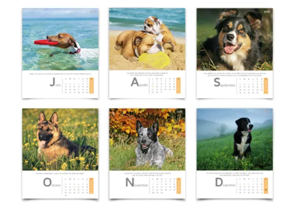 Perros guapos ayudan a otros perros guapérrimos: el calendario solidario de Luposan