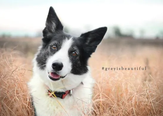 #GreyIsBeautiful, celebrando la belleza de los canes que se hacen viejitos