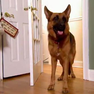 Sobre perros y gatos, esas amistades improbables a la par …