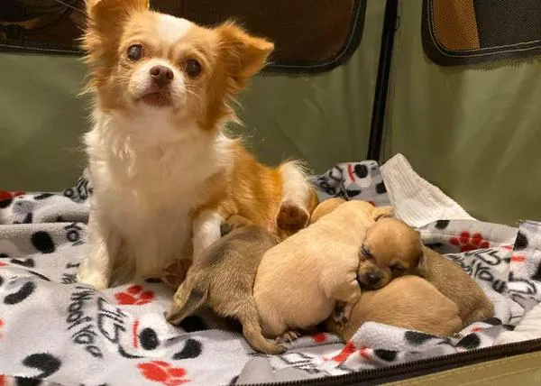 Una perra que perdió a todos sus cachorros adopta a una camada de perros huérfanos